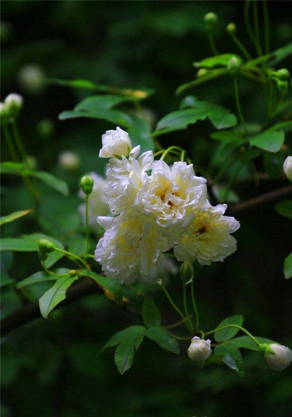白色木香花图片