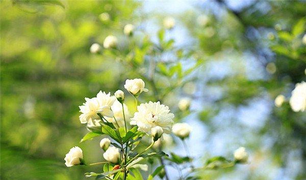 白色木香花高清图片