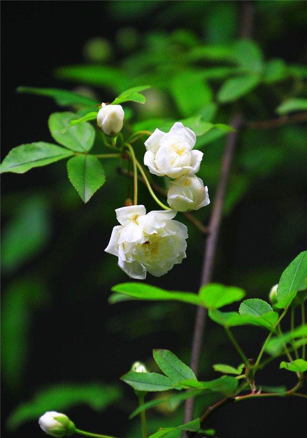 白色木香花