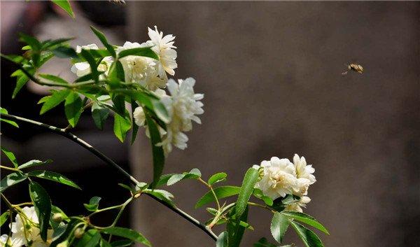我家的白色木香花