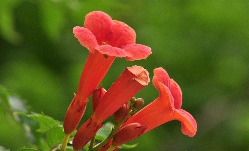 凌霄花图片欣赏