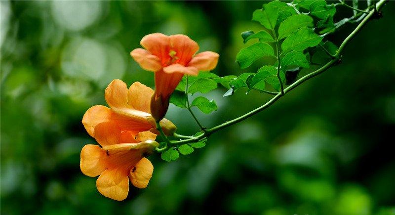 一枝凌霄花