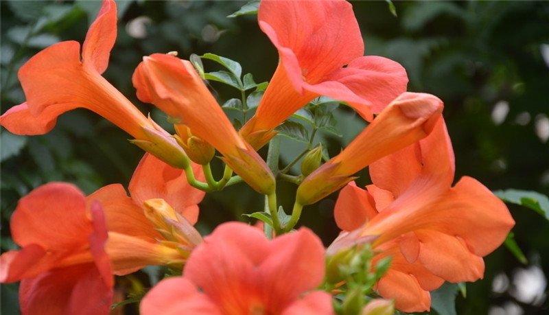 凌霄花图片