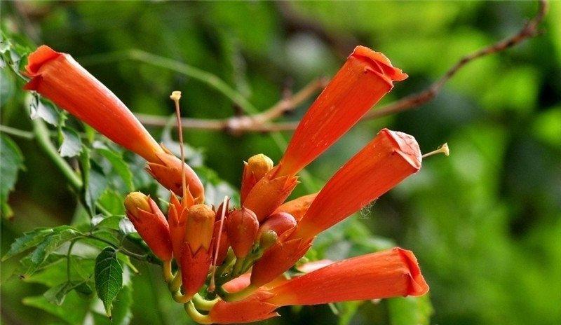 凌霄花美图欣赏