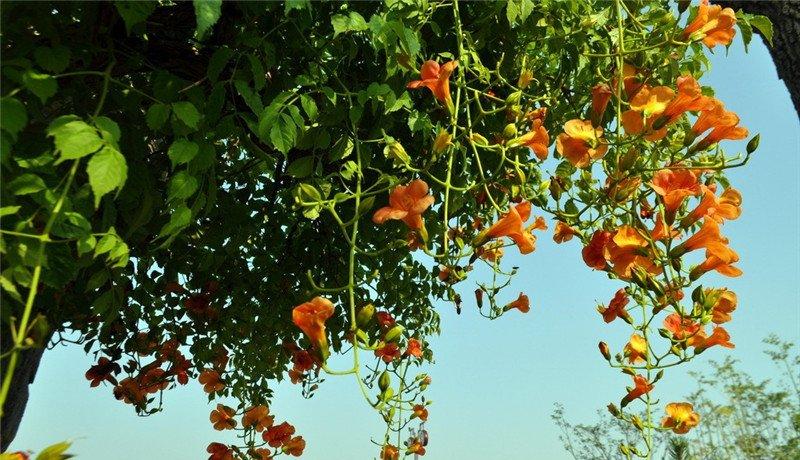 凌霄宝殿有花开——凌霄花