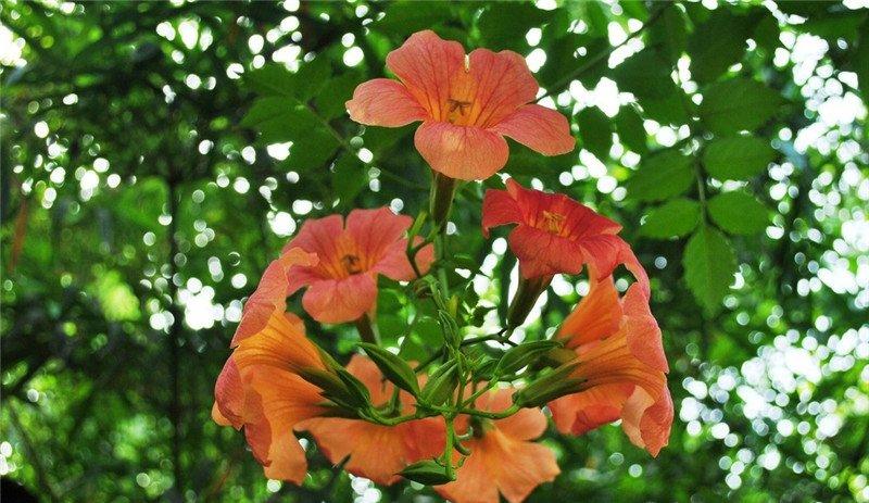 凌霄花