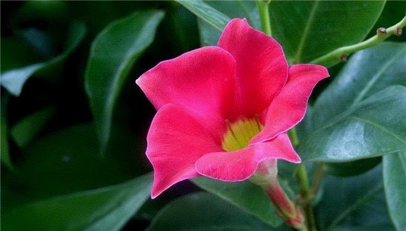 飘香藤美图欣赏