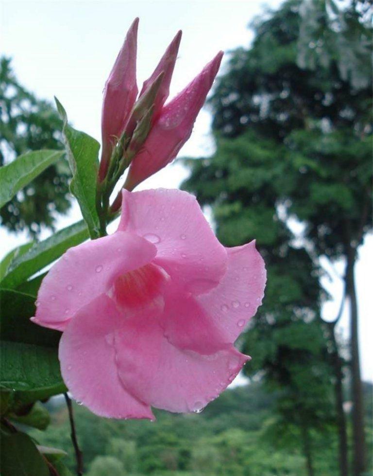 花香萦绕——飘香藤