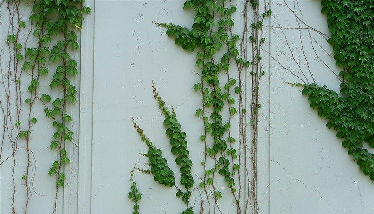 爬山虎图片欣赏