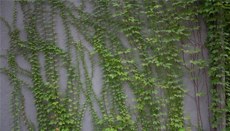 爬山虎美图