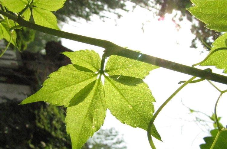 爬山虎