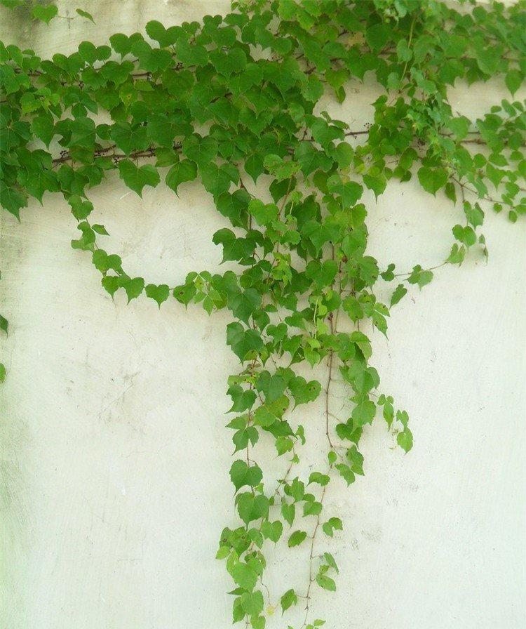 漫漫向上之路，爬山虎