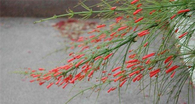 爆仗竹