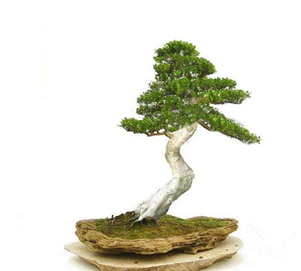 冬青盆景的图片