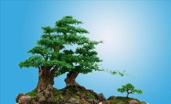 冬青盆景图片