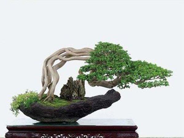 冬青盆景
