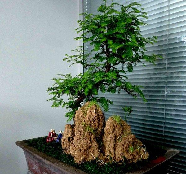 水杉盆景的图片