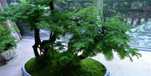 水杉盆景图片
