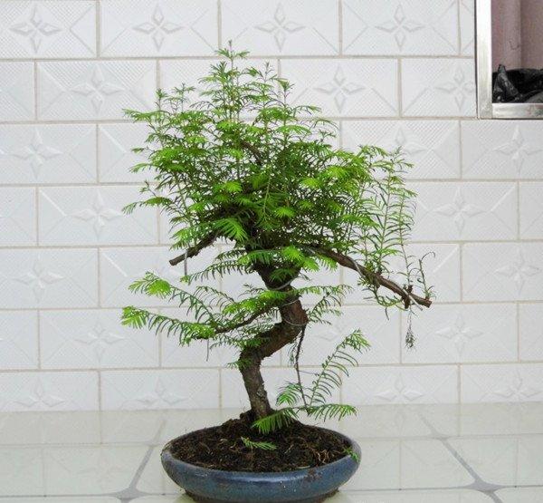 植物王国的活化石——水杉盆景