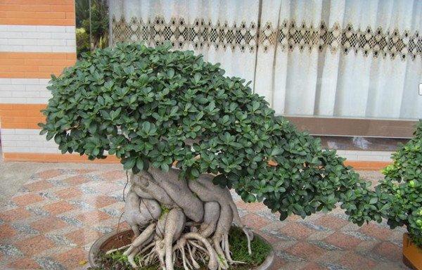 榕树盆景美图