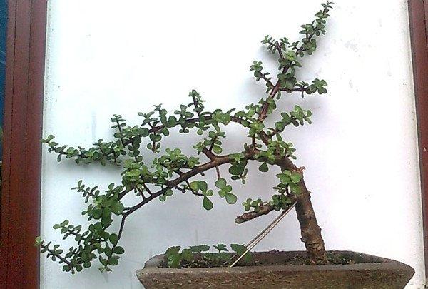金枝玉叶盆景