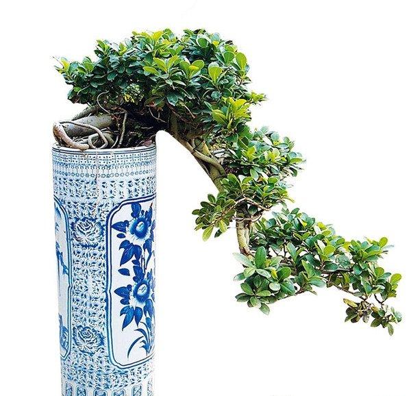 金枝玉叶盆景的图片