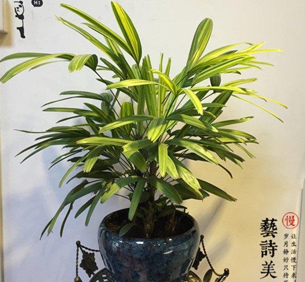 挺拔的棕竹盆景
