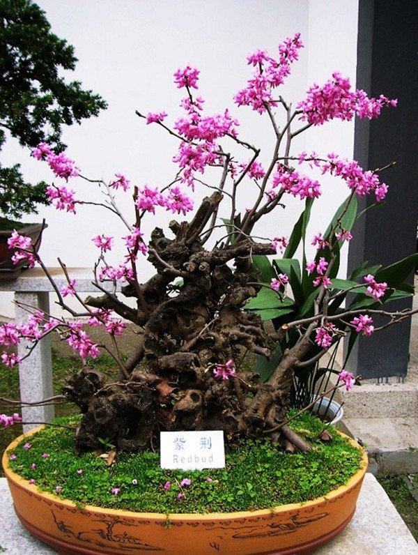 三荆欢同株，四鸟悲异林——紫荆盆景