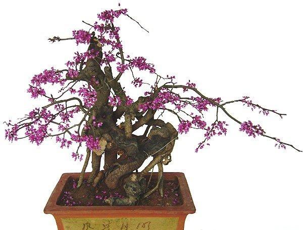 紫荆盆景的美图