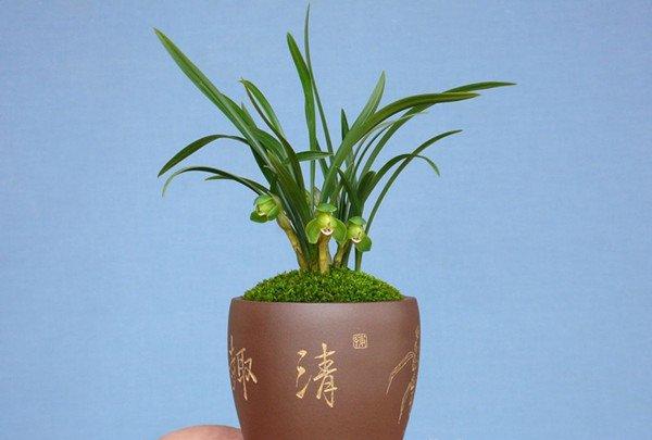 兰花盆景的图片