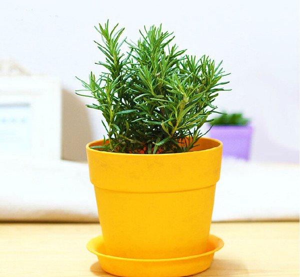 迷迭香盆景图片