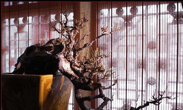 腊梅处处香——腊梅盆景
