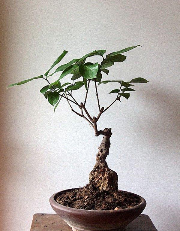 腊梅盆景图片
