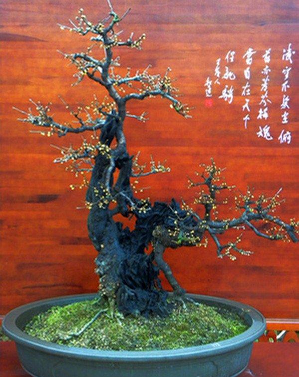 腊梅盆景