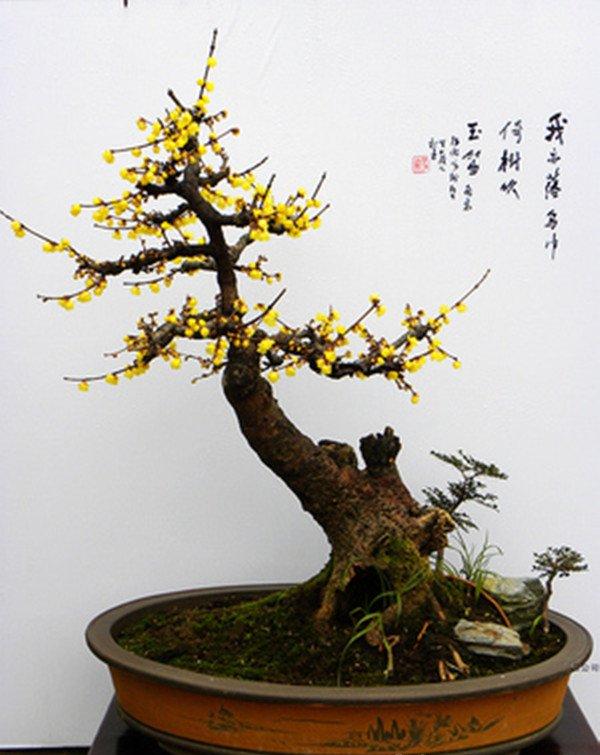 腊梅盆景美图