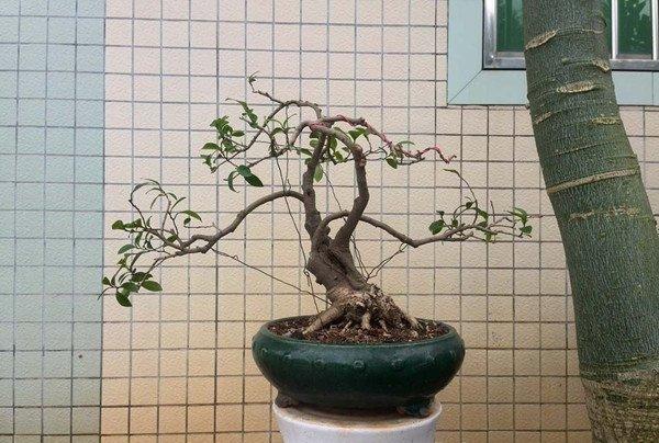含笑盆景图片