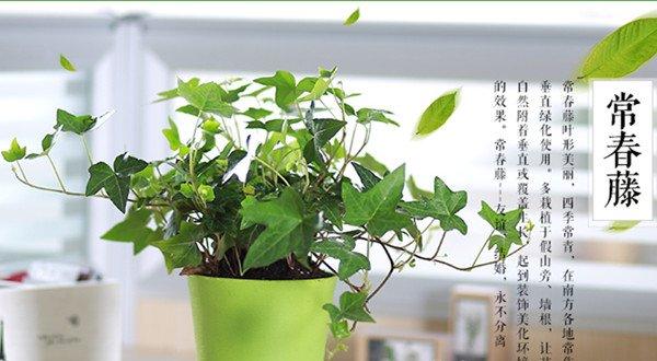 常春藤盆景