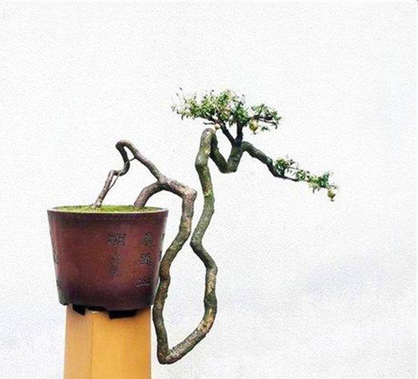 石榴花盆景