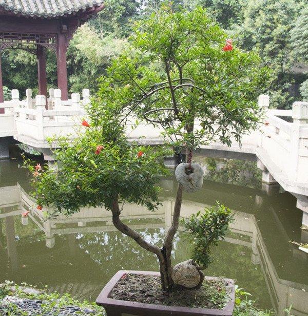 石榴花盆景图片