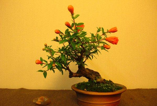 石榴花盆景的美图