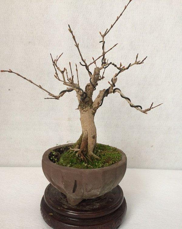 石榴花盆景的图片