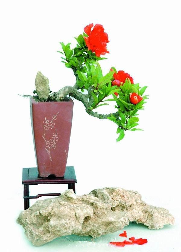 石榴成熟前——石榴花盆景