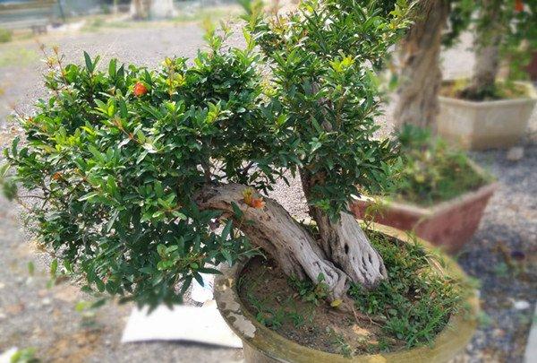 石榴花盆景美图