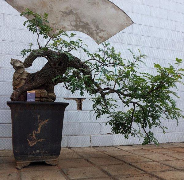 清香木盆景的图片