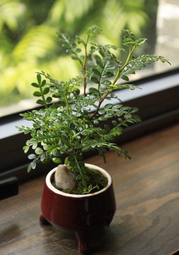 唯有幽香阵阵来——清香木盆景