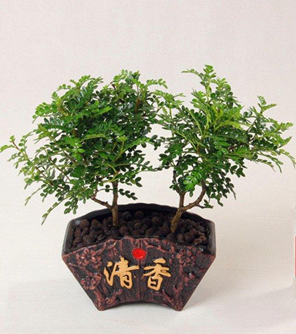清香木盆景