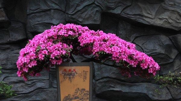 杜鹃花盆景美图