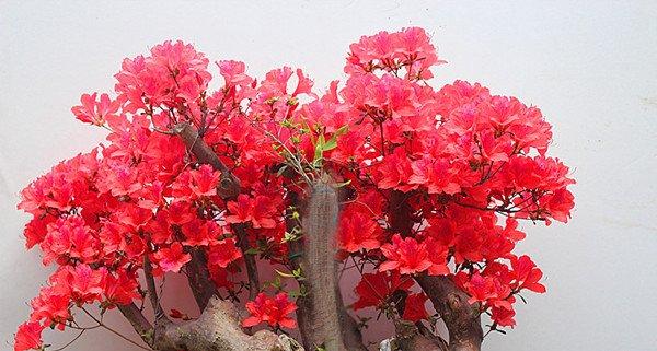 杜鹃花盆景