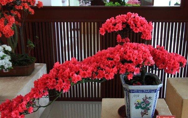 杜鹃花盆景图片