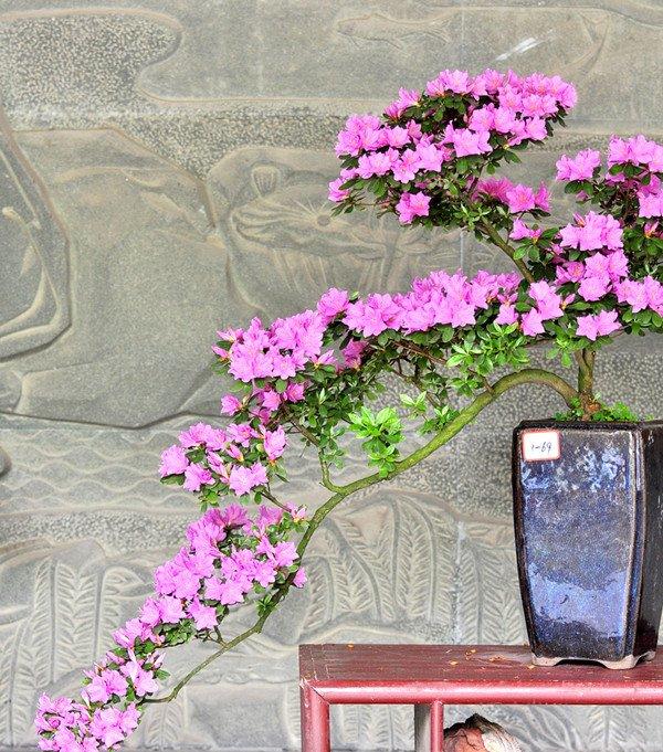 满山红杜鹃——杜鹃花盆景